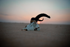 Sunset Skull, Ennedi Desert
